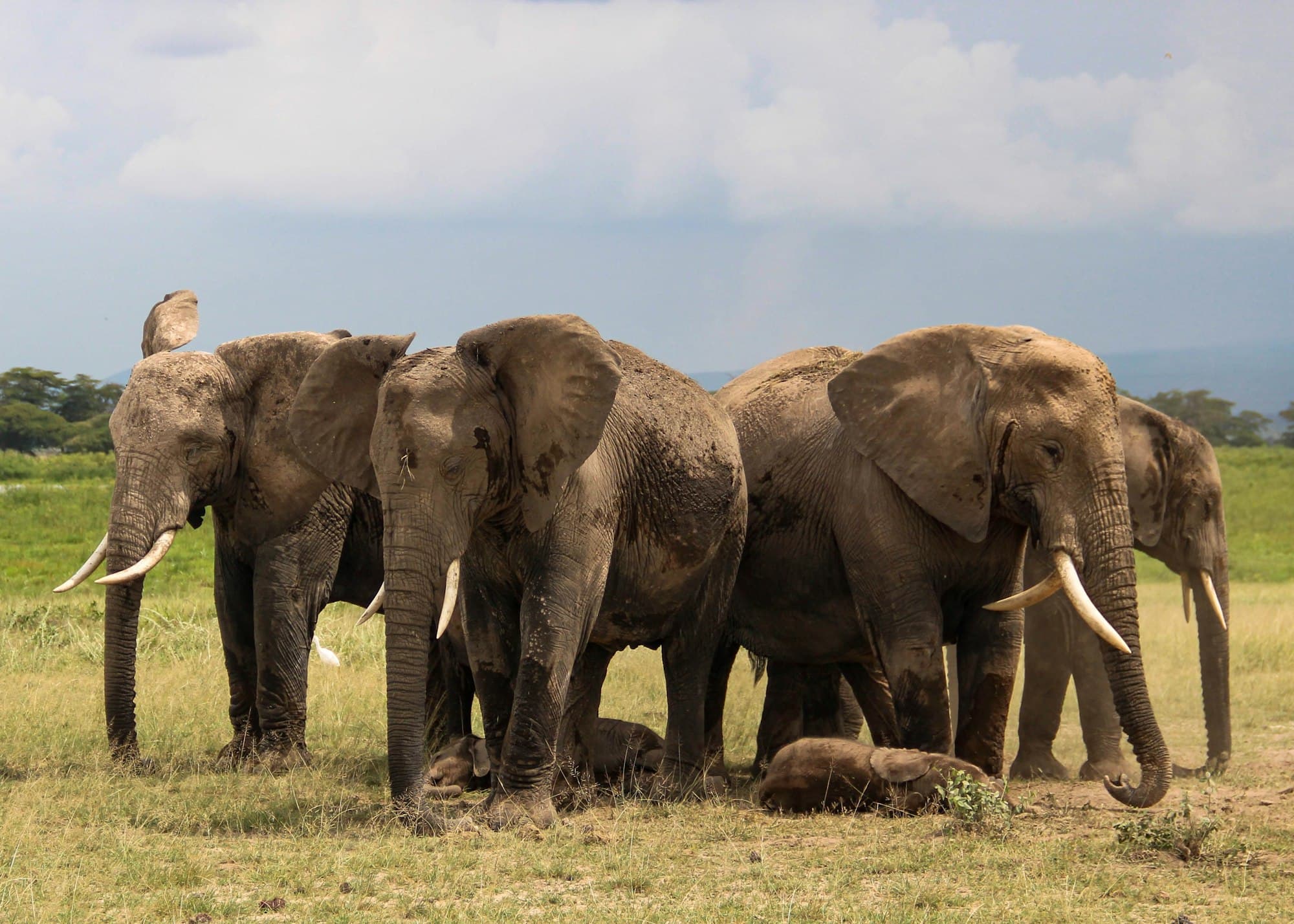A family of elephants standing on the plains of Amboseli, Kenya