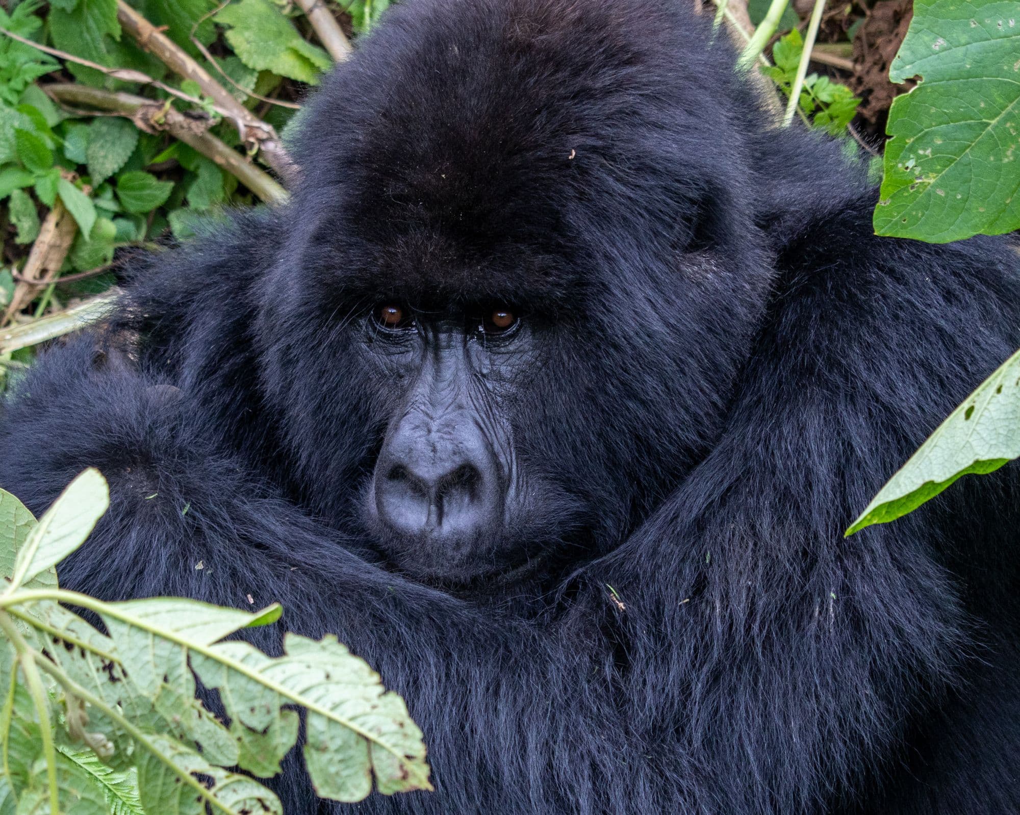 A mountain gorilla in forest foliage in Uganda