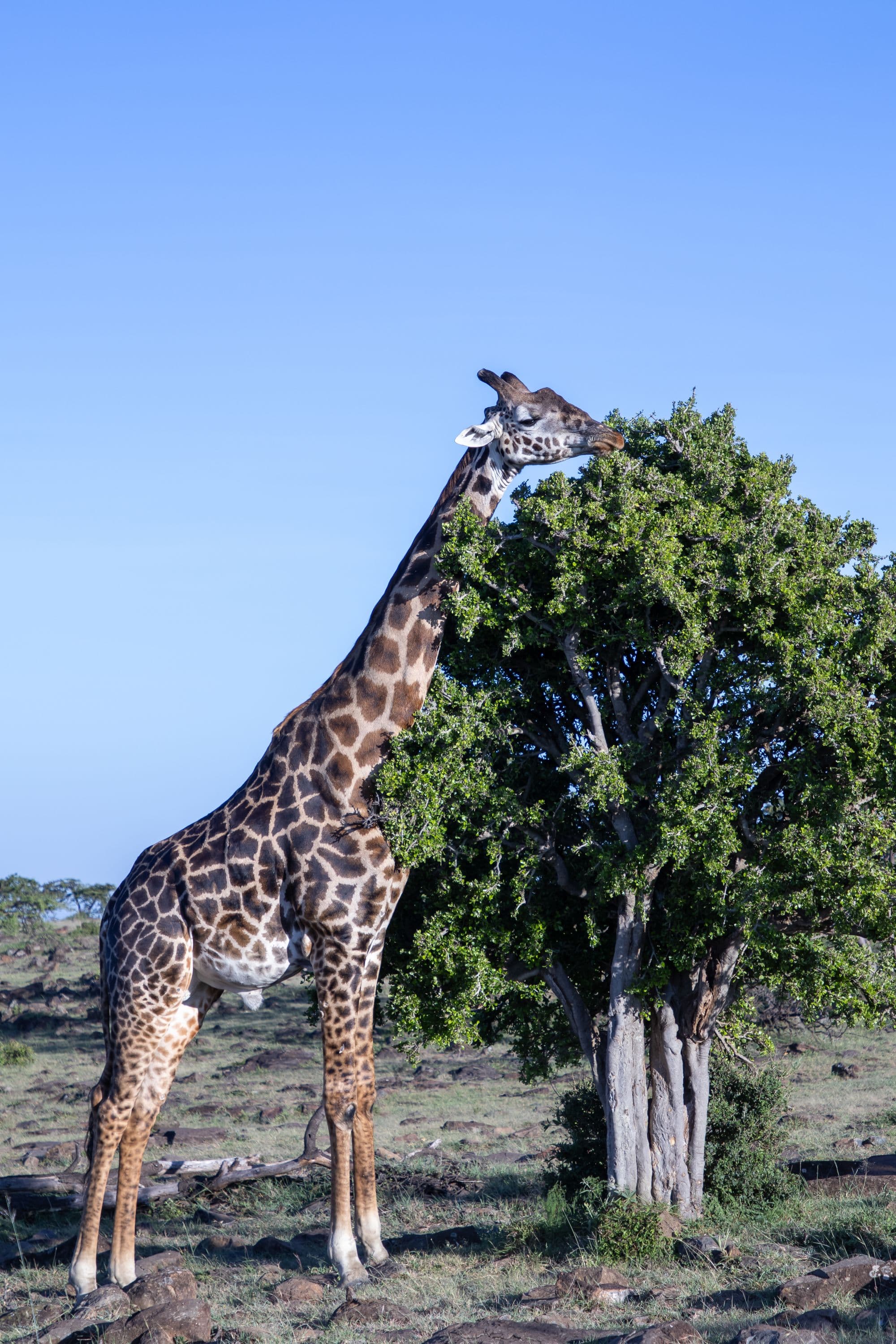 A giraffe feeding from a tree in the Maasai Mara