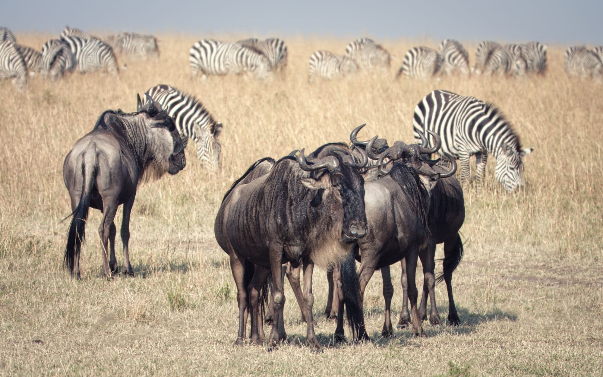 Wildebeest and zebra grazing in the Maasai Mara, Kenya