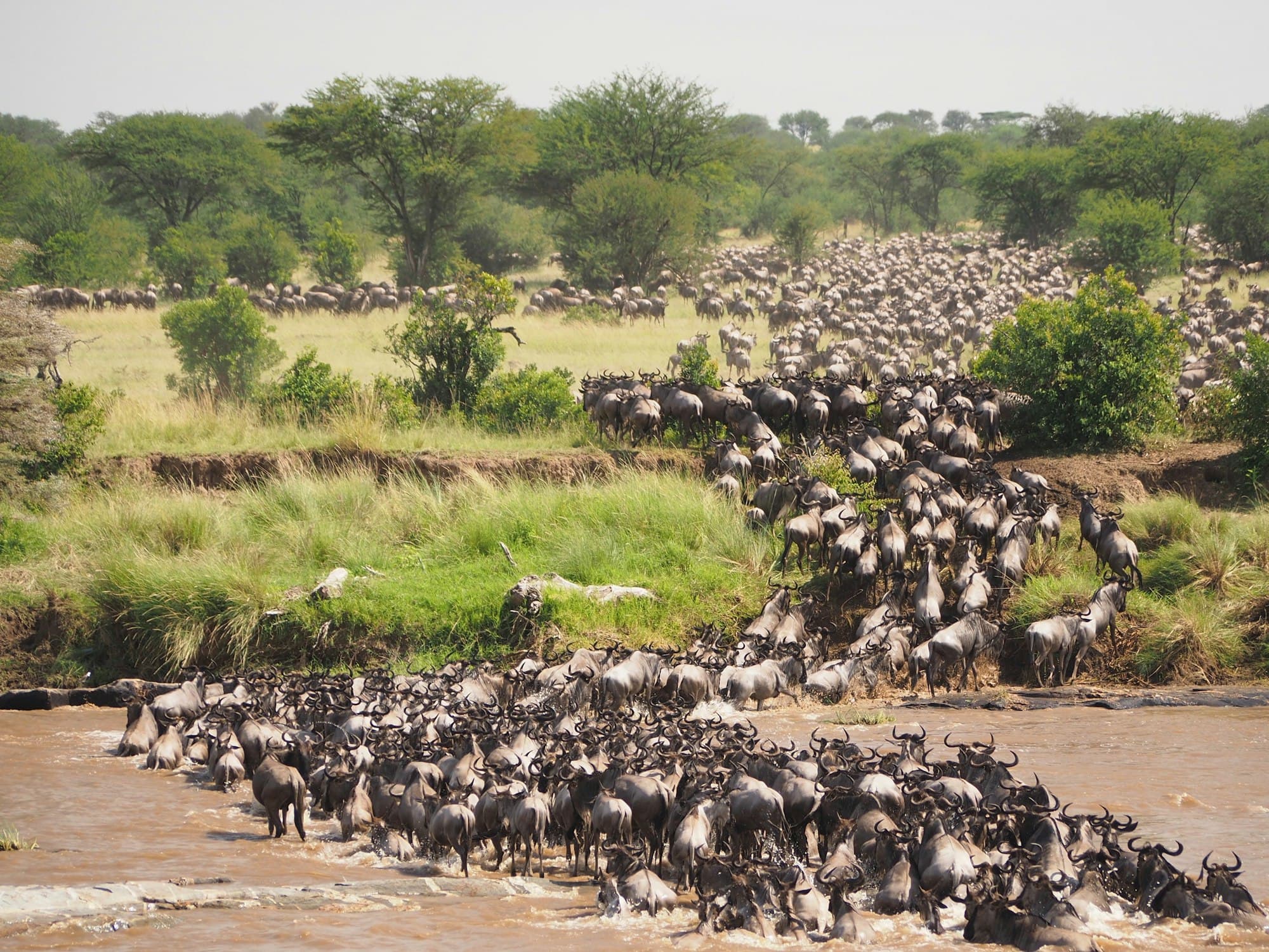 Wildebeest crossing a river during the Serengeti migration