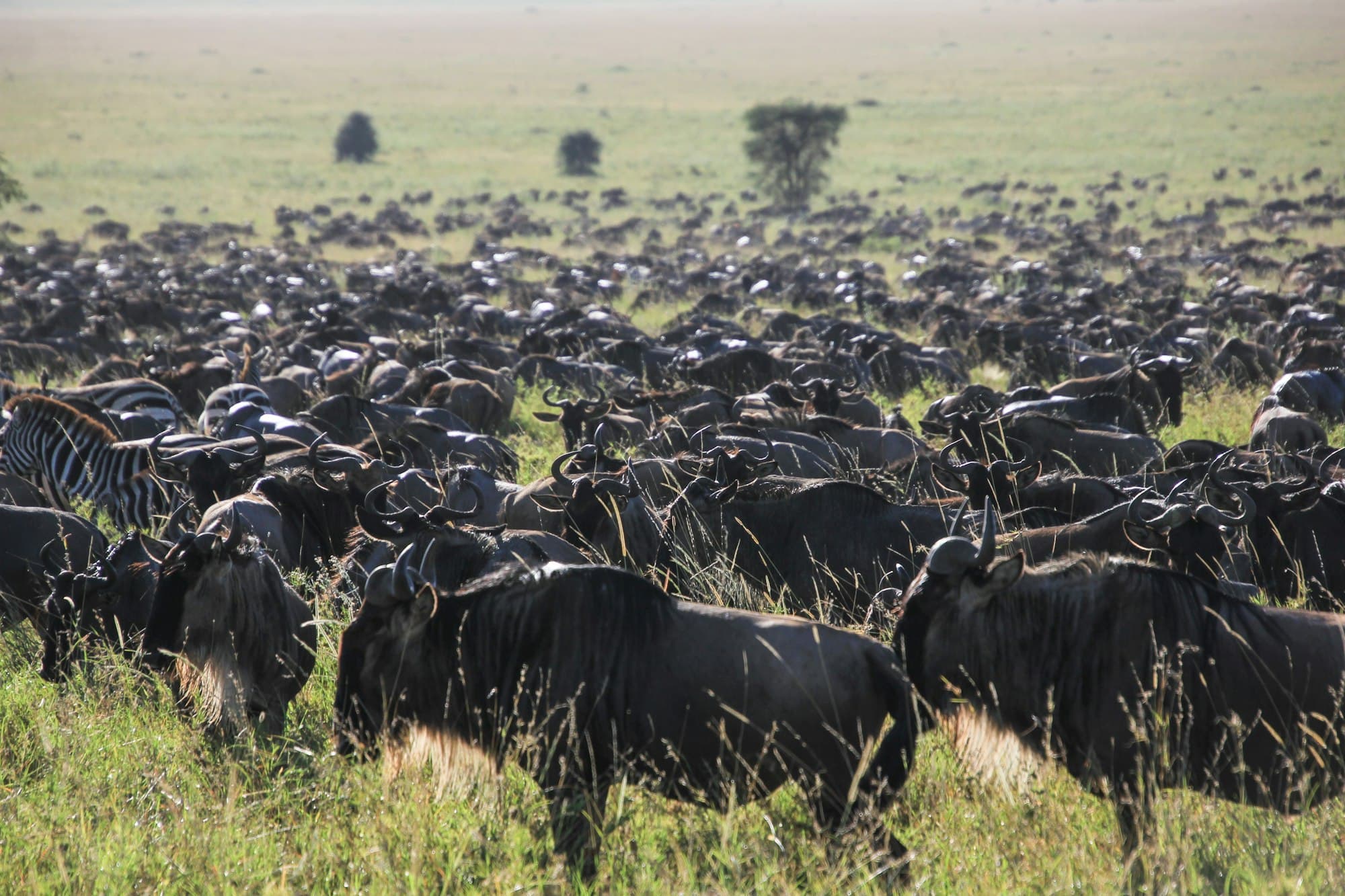 Wildebeest and zebra on the Serengeti plains in Tanzania