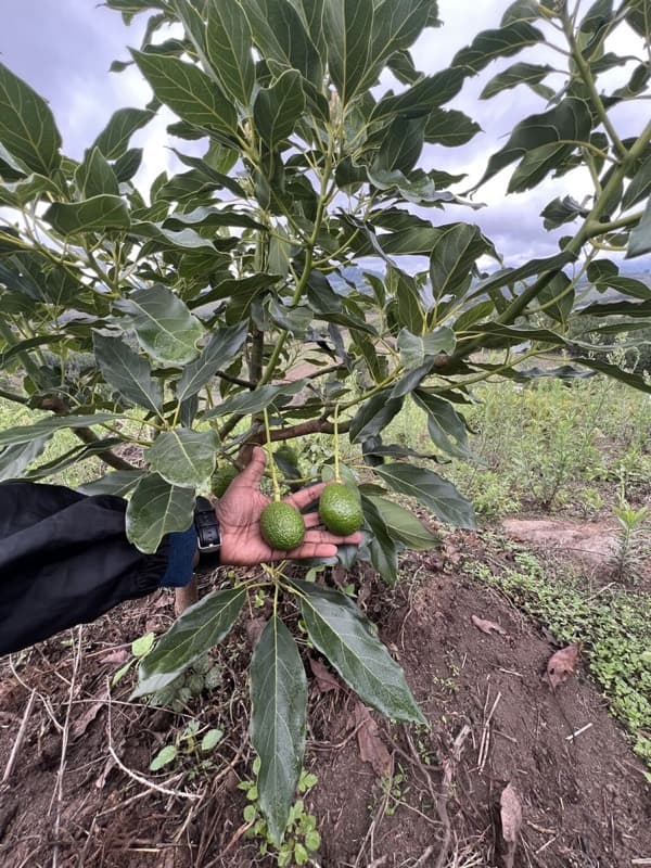 Checking Hass avocados on the tree at MUSSGO Farms